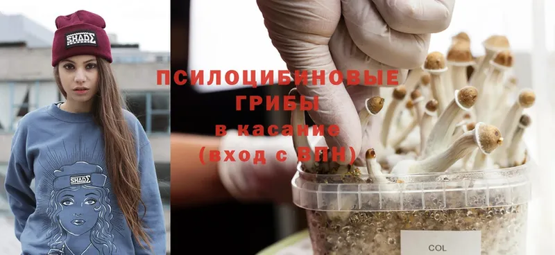 Псилоцибиновые грибы Psilocybe  купить наркотики сайты  Козельск 